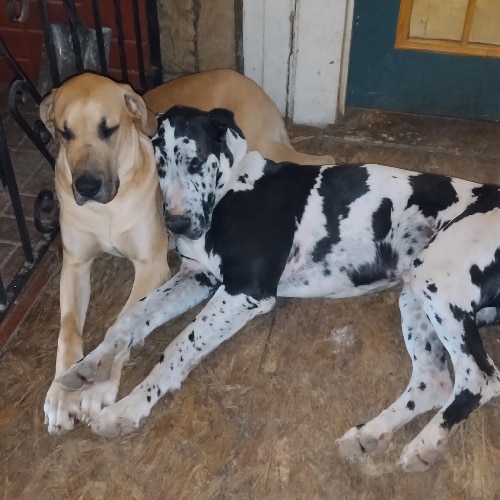Dog Breeding