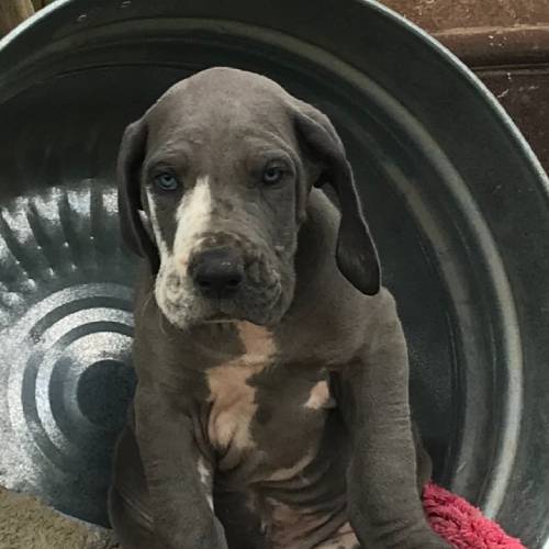 Dogs for Sale